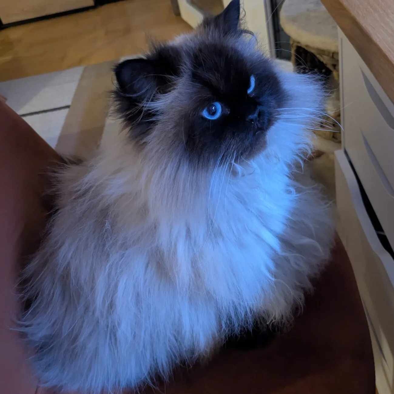 Evaldas Tyla